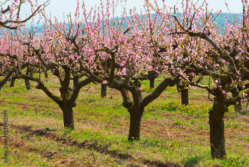 Peach orchard