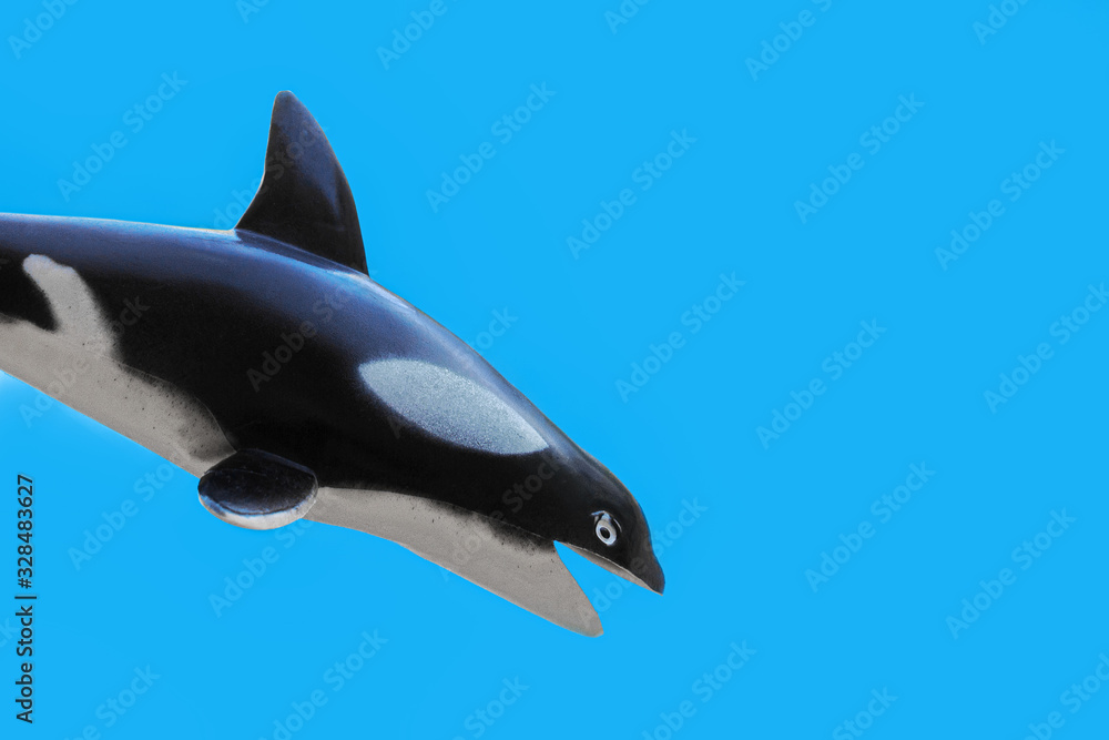 Obraz premium grampus mammal on the left jumps in blue background, World Whale and Dolphin Day