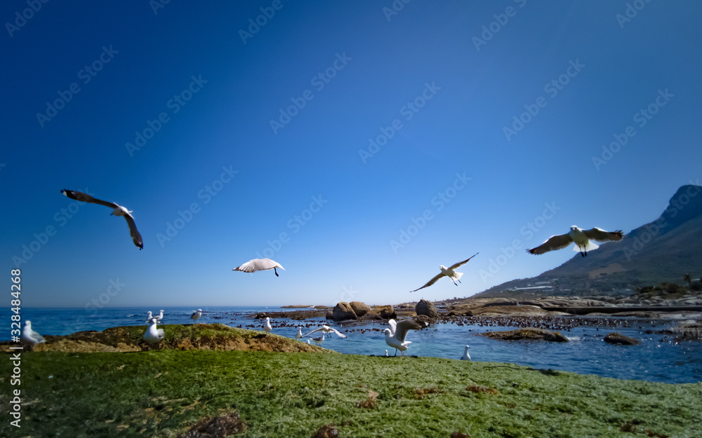 Fototapeta premium Cape Gulls (seagull) Flying over sea