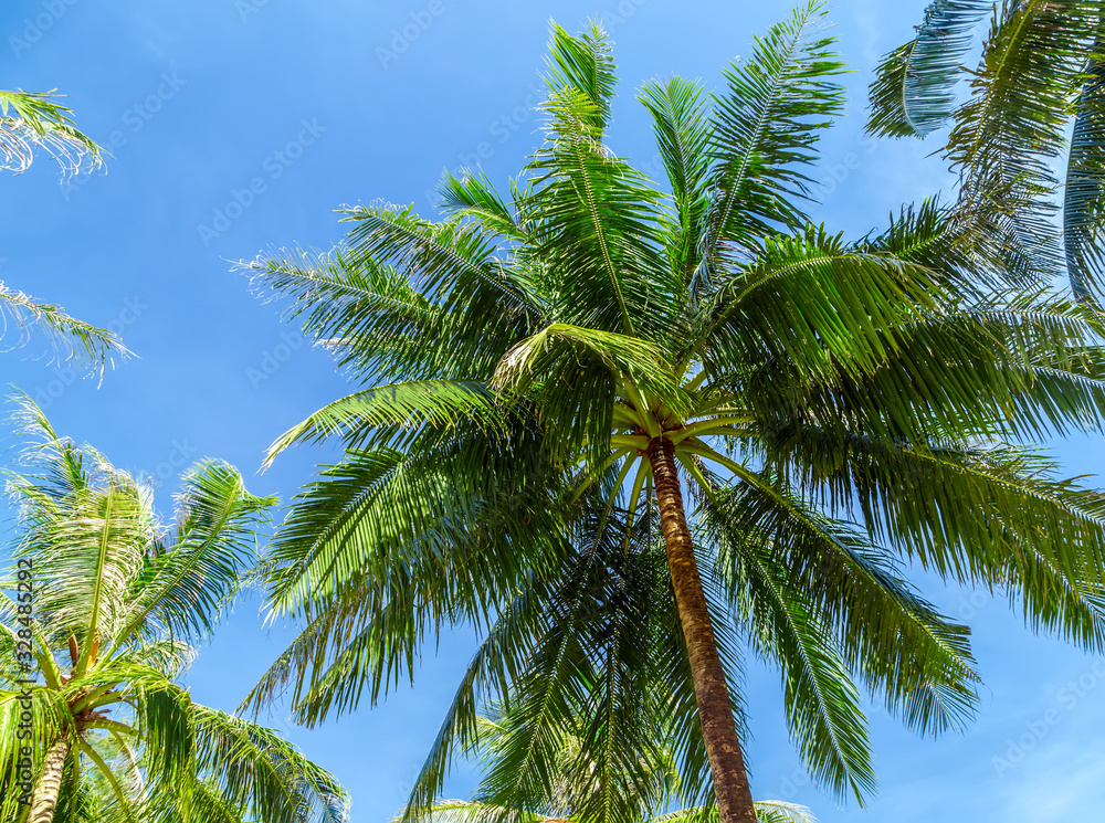 Fototapeta premium Coconut palm trees perspective view blue sky