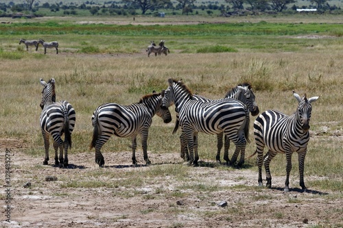 Steppenzebras