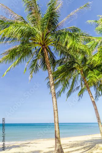 Sunny beach with palms sea.