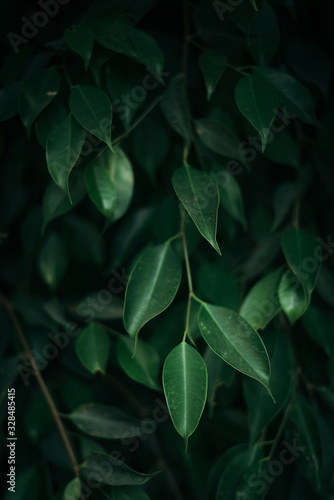 Deep green leaves close up with dark background 