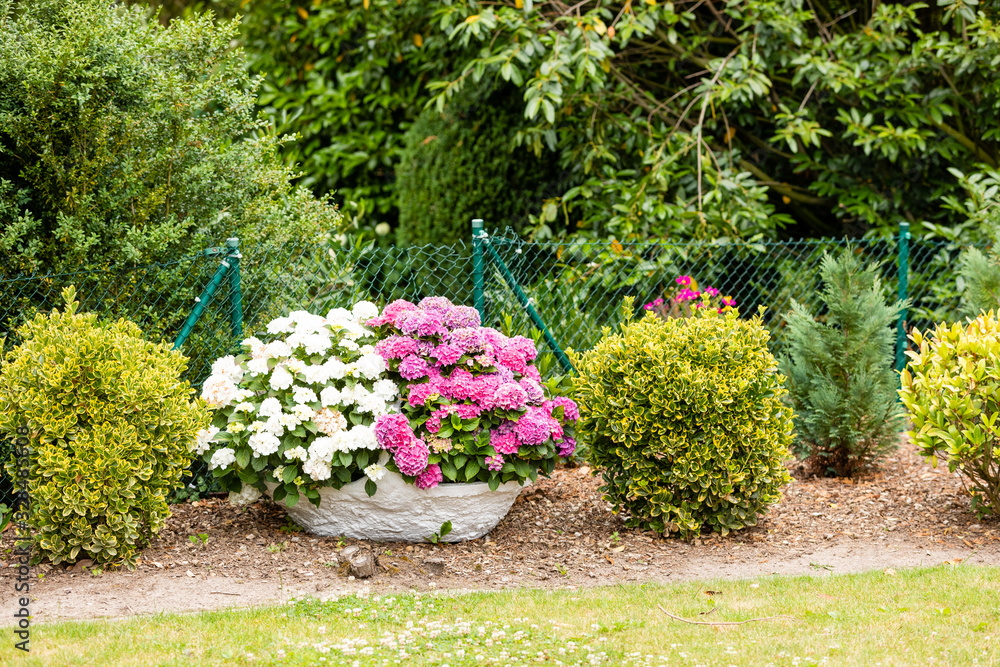 Hydrangeas flowers in a pot in the garden Hydrangeas flowers in a pot in the garden