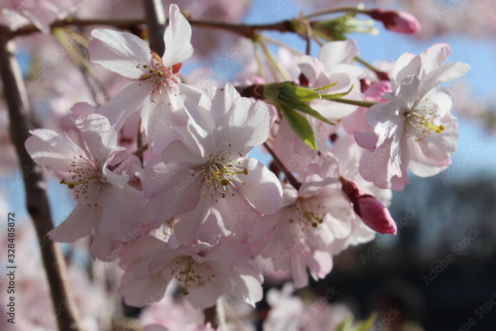 flowers of cherry tree in spring
