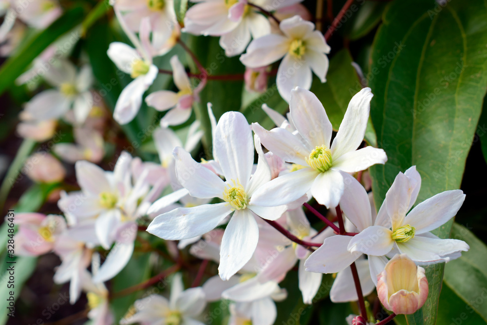 Beautiful of Clematis armandii (Apple blossom) pink spring flowers with green leaves and nature background in sunshine day and sun reflection ,good weather at spring or summer season. Beautiful of Clematis armandii (Apple blossom) pink spring flowers with green leaves and nature background in sunshine day and sun reflection ,good weather at spring or summer season.