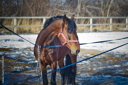 horse stables photo