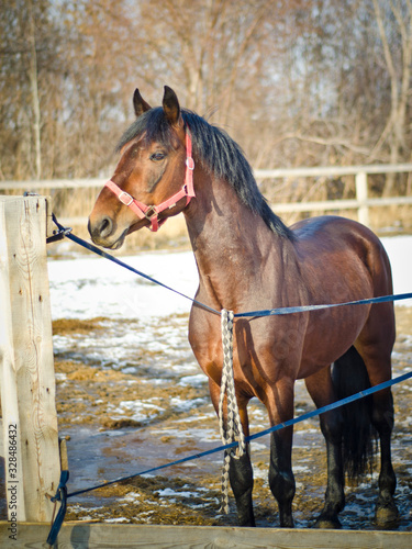 horse stables photo