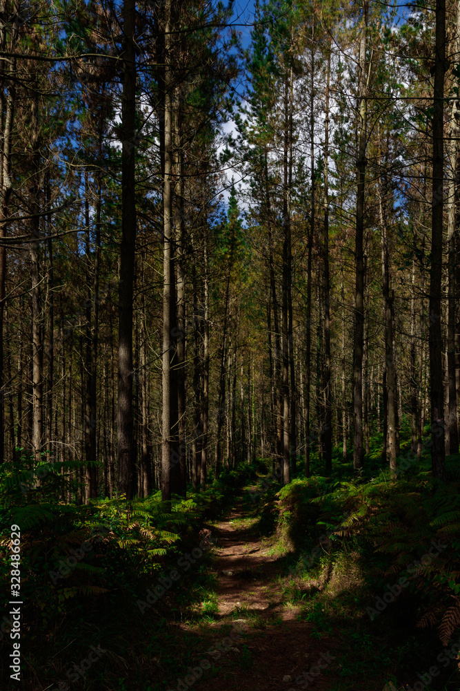 road in the deep forest road in the deep forest