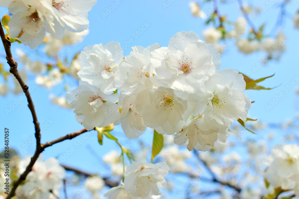 Beautiful of white flowers cherry blossom or sakura blooming with blue sky background in the garden at spring or summer season.