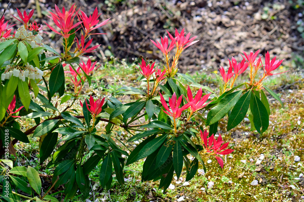 Closeup of beautiful red and green leaves of Photinia Fraseri Red Robin tropical plant with natural background use for your design or nature concept.nspiration. Closeup of beautiful red and green leaves of Photinia Fraseri Red Robin tropical plant with natural background use for your design or nature concept.nspiration.