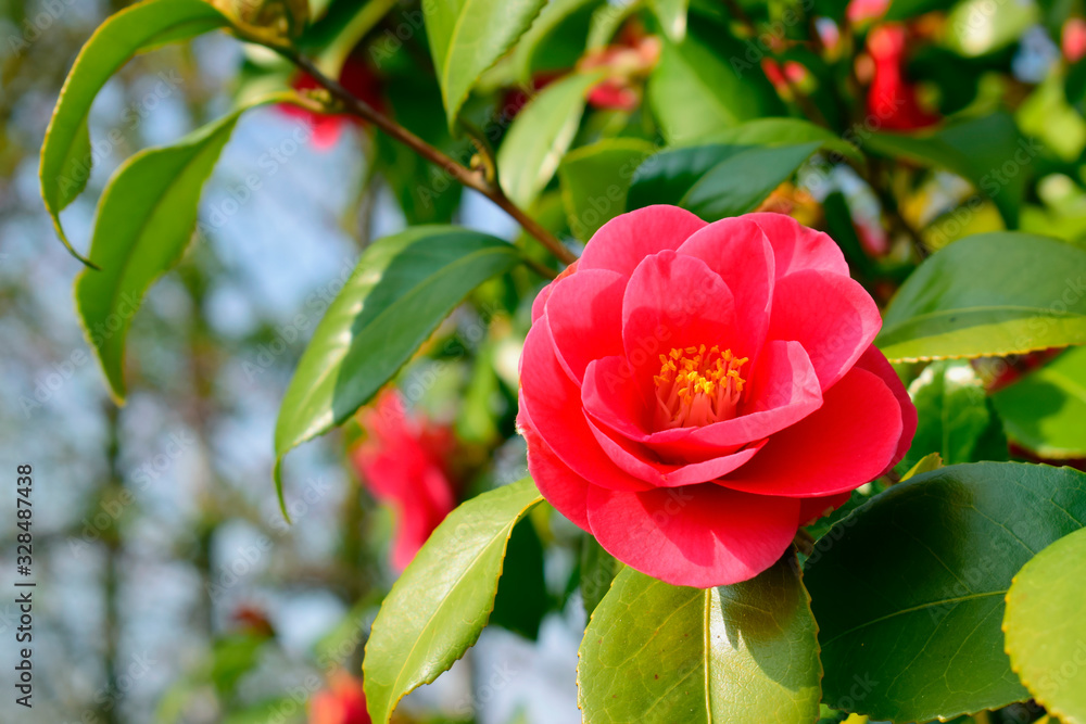 Soft focus of Camellia japonica 'Chandleri Elegans' flower with green leaves under sunlight and sun reflection in the garden on blurred natural background at spring or summer season. Nature concept. Soft focus of Camellia japonica 'Chandleri Elegans' flower with green leaves under sunlight and sun reflection in the garden on blurred natural background at spring or summer season. Nature concept.