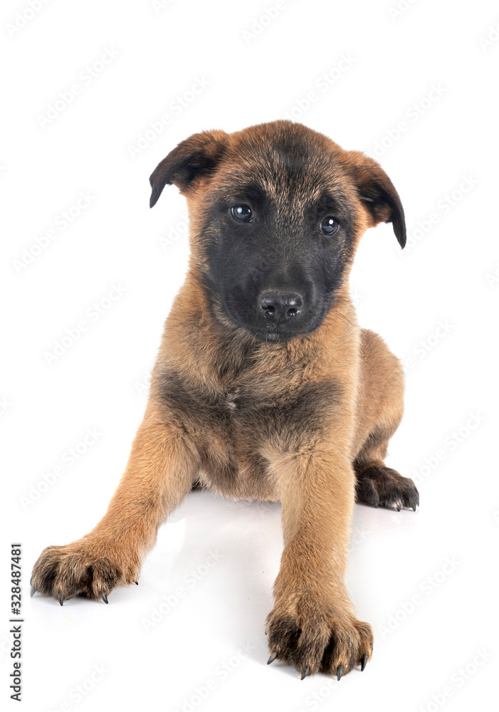 Obraz premium puppy malinois in studio