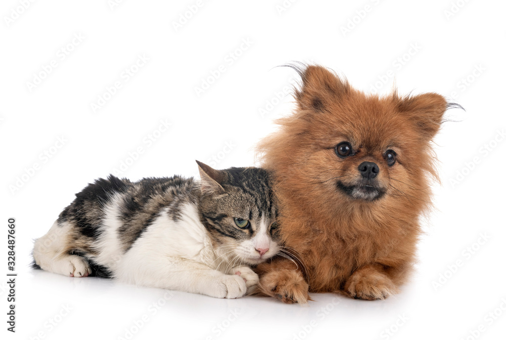 stray cat and spitz stray cat and spitz