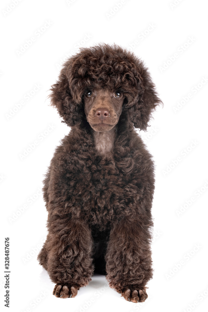 puppy toy poodle puppy toy poodle