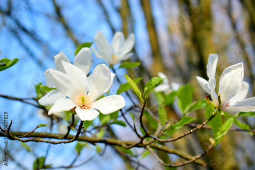 Magnolia flowers with green leaves in the park. Beautiful spring blossom under sunlight in the garden with blurred background at spring or summer season at Belgium country. Nature concept.