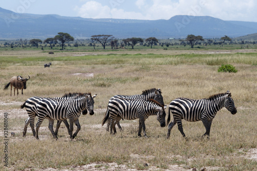 Steppenzebras