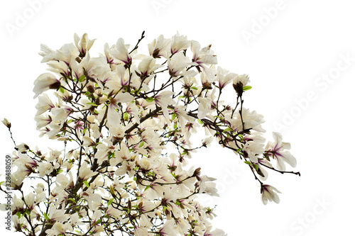 Magnolia flowers with green leaves in the park. Beautiful spring blossom under sunlight in the garden isolated on white background at spring or summer season. Nature concept.