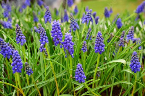 Beautiful of Muscari Armeniacum or Hyacionth blossom with green leaves in the nature garden  beautiful spring flower under sunlight and nature background at spring or summer season.