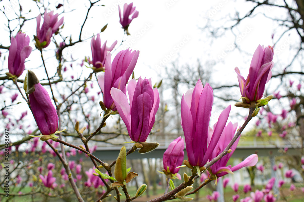 Magnolia flowers with green leaves in the park outdoor. Beautiful spring blossom under sunlight in the garden with green grass background at spring or summer season at Belgium country. Nature concept. Magnolia flowers with green leaves in the park outdoor. Beautiful spring blossom under sunlight in the garden with green grass background at spring or summer season at Belgium country. Nature concept.