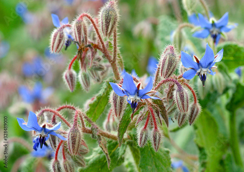 Borretsch (Borago officinalis) Heilpflanze mit blauen Blüten photo