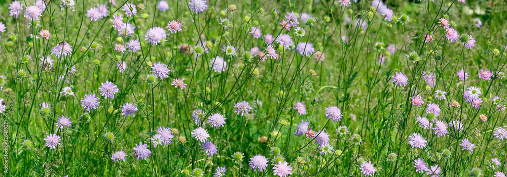Acker-Skabiose (Knautia arvensis) Pflanze mit Blüten, Blumenwiese, Panorama Acker-Skabiose (Knautia arvensis) Pflanze mit Blüten, Blumenwiese, Panorama