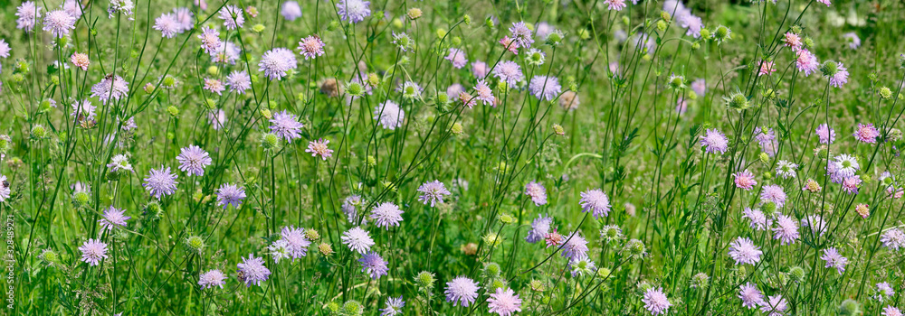 Acker-Skabiose (Knautia arvensis)  Pflanze mit Blüten, Blumenwiese, Panorama