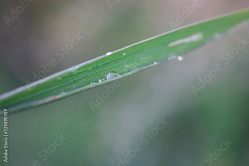  little rain drops on a green leaf on a meadow on a summer day