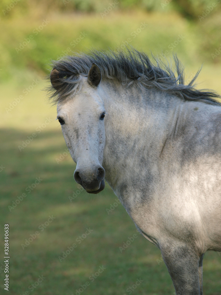 Obraz premium Native Pony Headshot