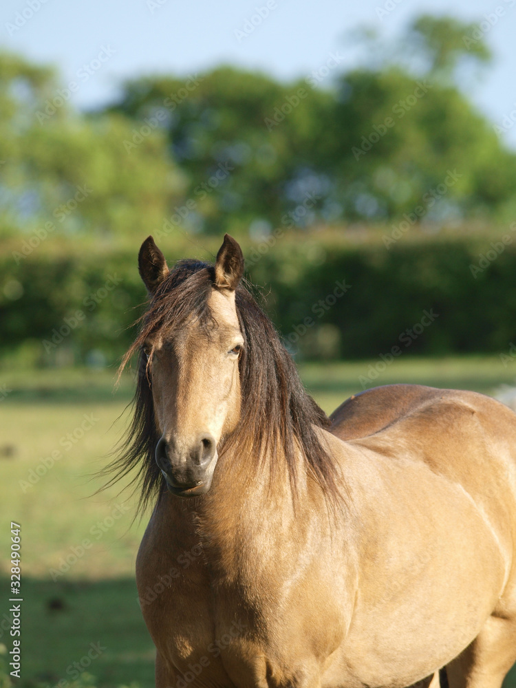 Obraz premium Native Pony Headshot
