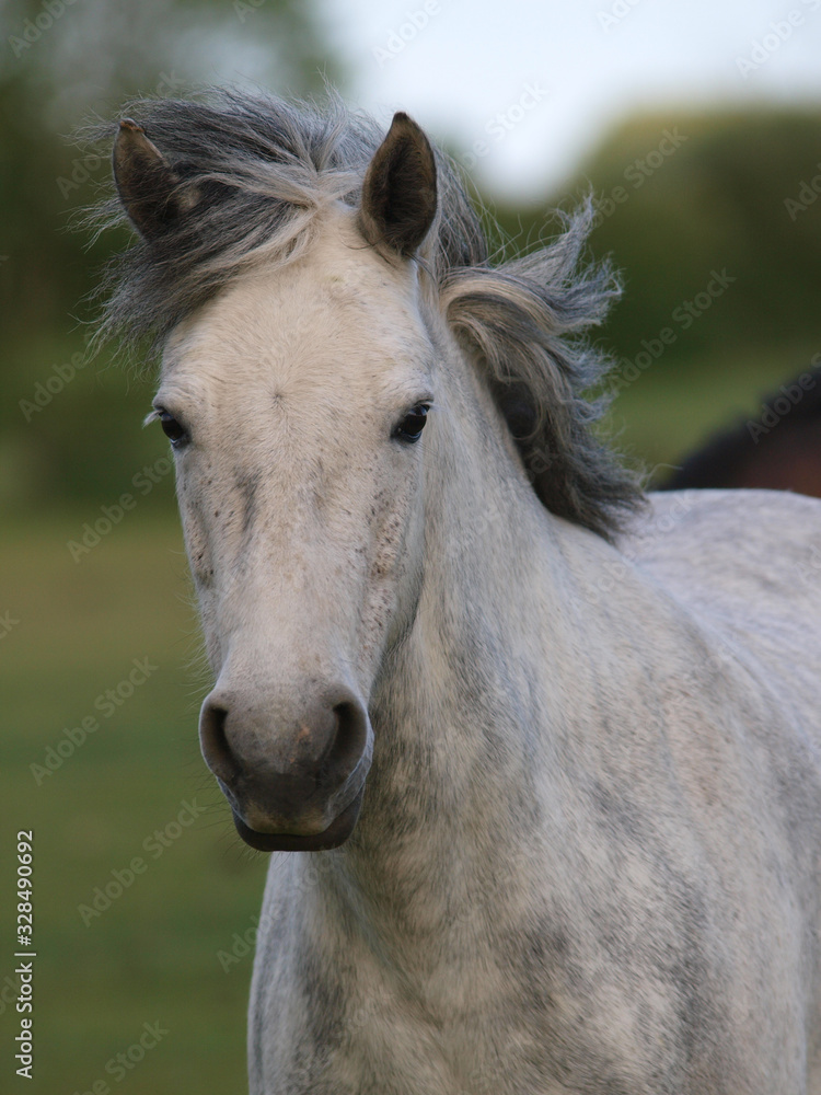 Obraz premium Native Pony Headshot
