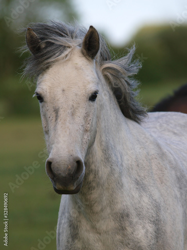 Native Pony Headshot