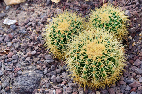 Beautiful Cactus with stone on the soil natural background.