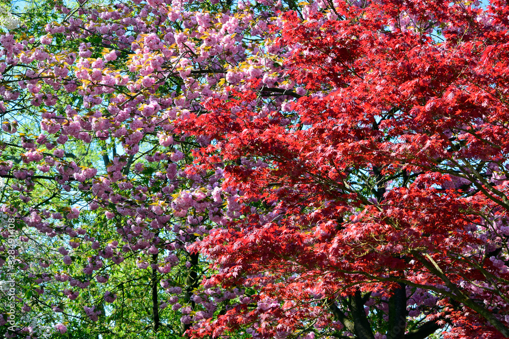 Beautiful of red maple leaves or japanese maple tree in the garden in sunny day and good weather at spring or summer season. Nature concept. Selective focus. Beautiful of red maple leaves or japanese maple tree in the garden in sunny day and good weather at spring or summer season. Nature concept. Selective focus.