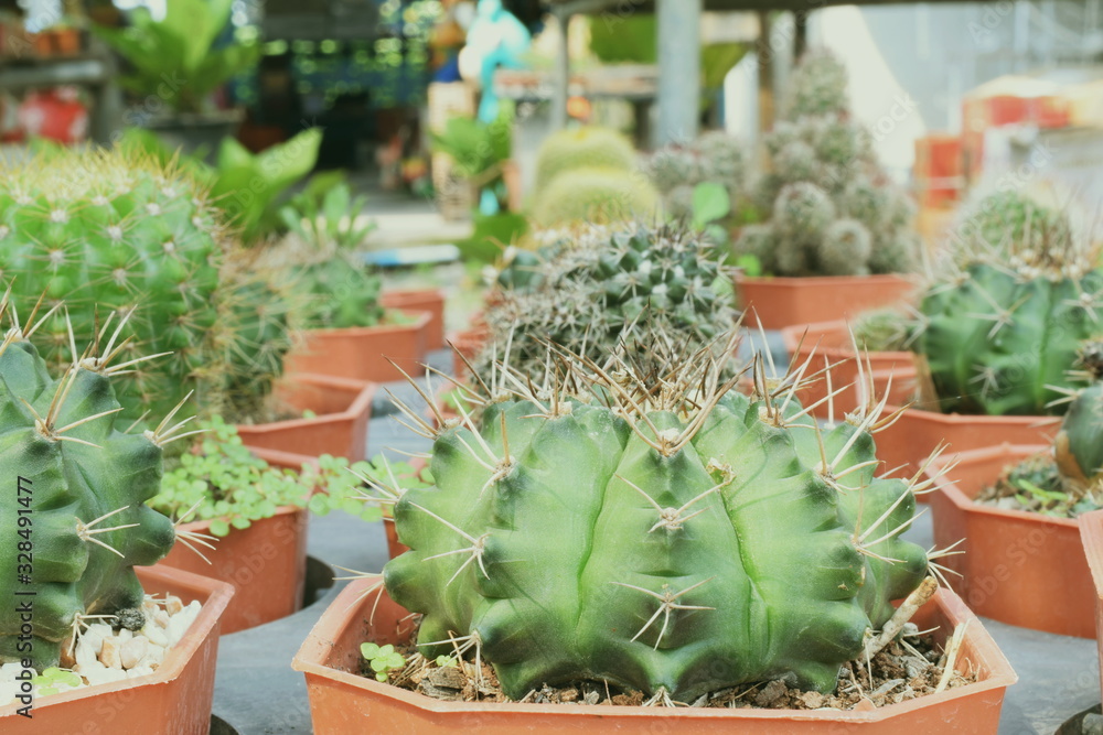Green Cactus Succulent Small Plant Home Garden Green Cactus Succulent Small Plant Home Garden