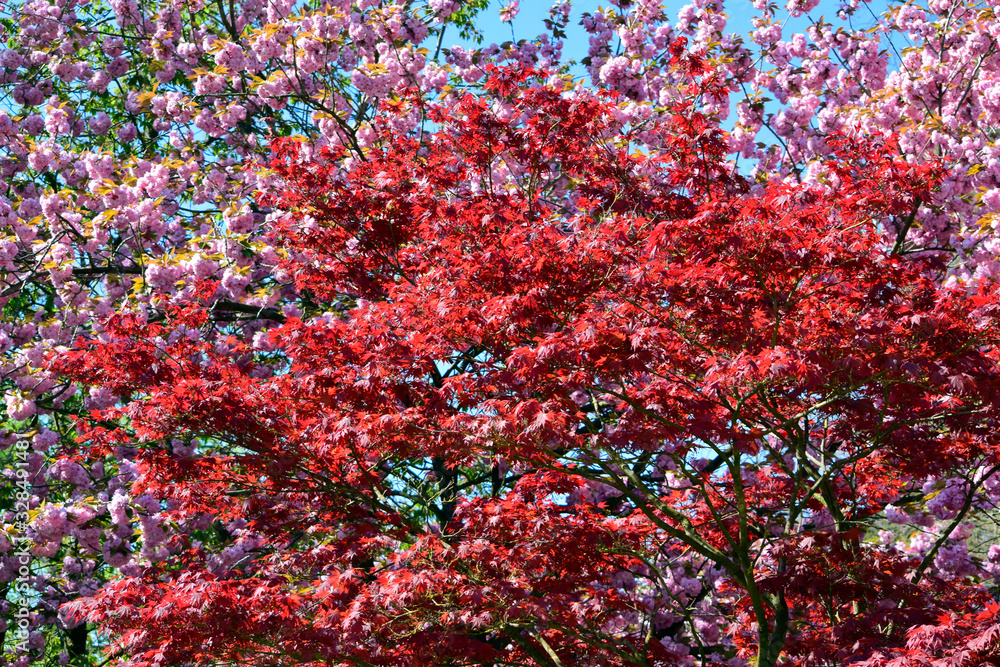 Beautiful of red maple leaves or japanese maple tree in the garden in sunny day and good weather at spring or summer season. Nature concept. Selective focus. Beautiful of red maple leaves or japanese maple tree in the garden in sunny day and good weather at spring or summer season. Nature concept. Selective focus.