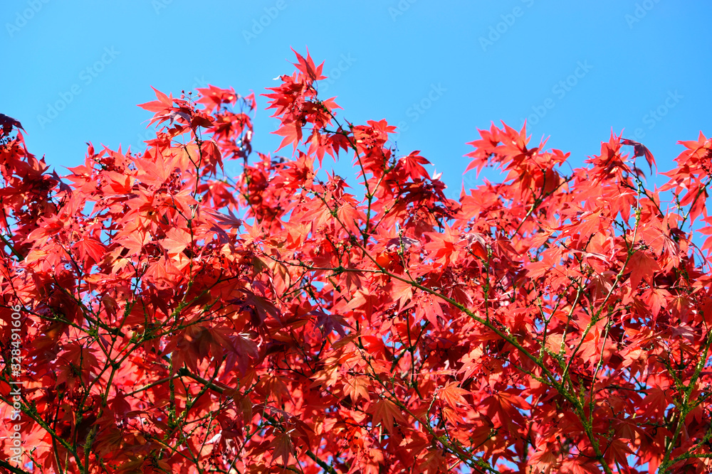 Fototapeta premium Beautiful of red maple leaves or japanese maple tree in the garden in sunny day and good weather at spring or summer season. Nature concept. Selective focus.