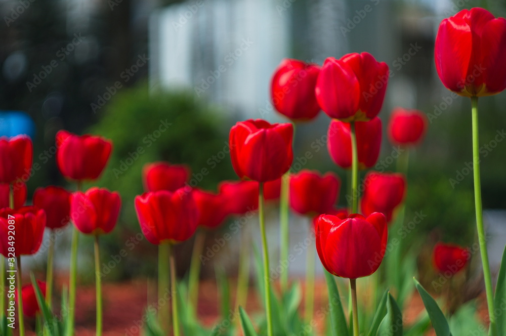 Blooming tulips. Bokeh blur in the background. Spring. Wallpaper for screensavers.