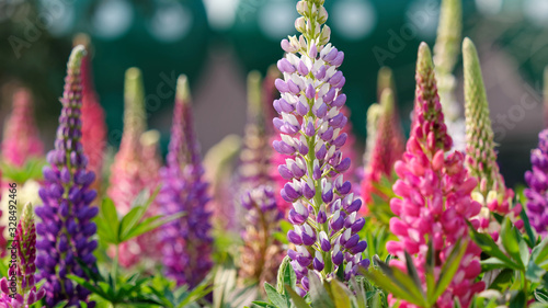 Lupinus, lupin, lupine field with pink, purple and blue flowers. Bunch of lupines summer flower background. photo