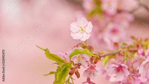 Spring flowers series  Cherry blossom in full bloom on nature background. Pink cherry flowers in small clusters on a cherry tree branch. Shallow depth of field. 