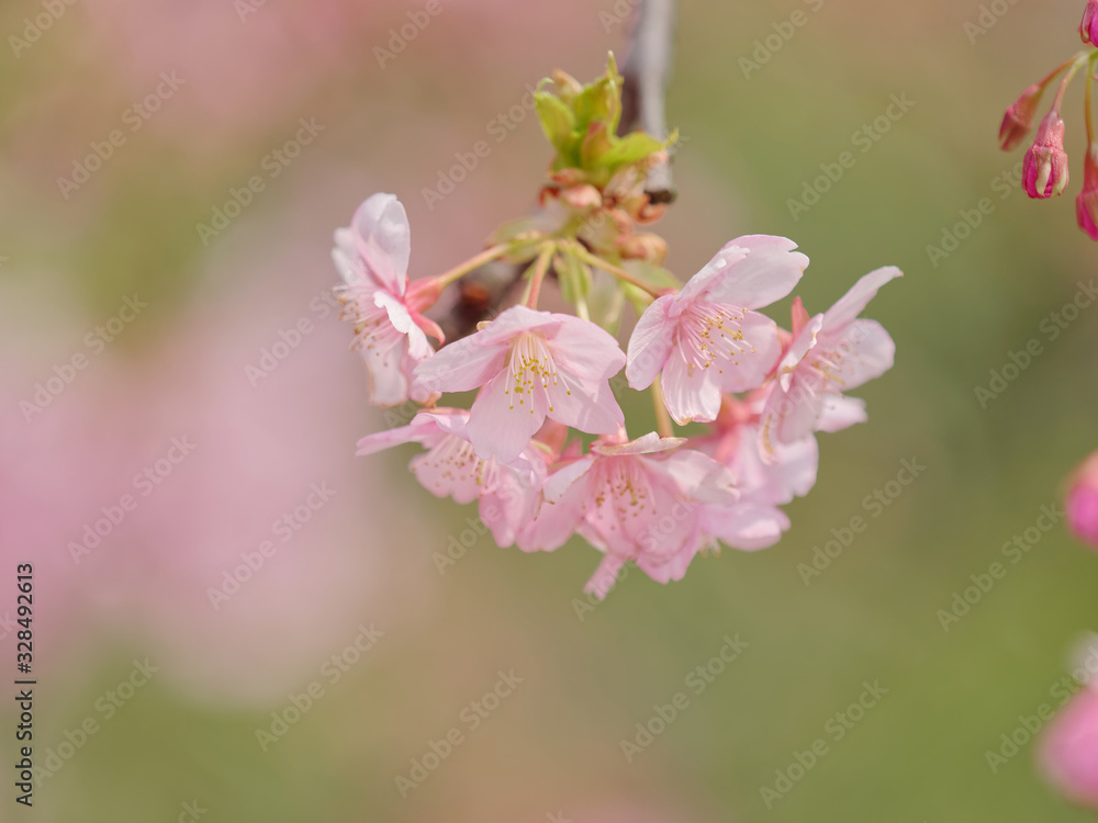 Spring flowers series, Cherry blossom in full bloom on nature background. Pink cherry flowers in small clusters on a cherry tree branch. Shallow depth of field. Spring flowers series, Cherry blossom in full bloom on nature background. Pink cherry flowers in small clusters on a cherry tree branch. Shallow depth of field.