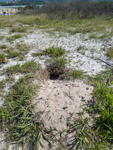 Burrow, nest of burrowing owl with styrofoam, located in recovering restinga ecosystem, common environment on beaches and lakes, being restored in Itaipu, Niterói, Rio de Janeiro, Brazil.