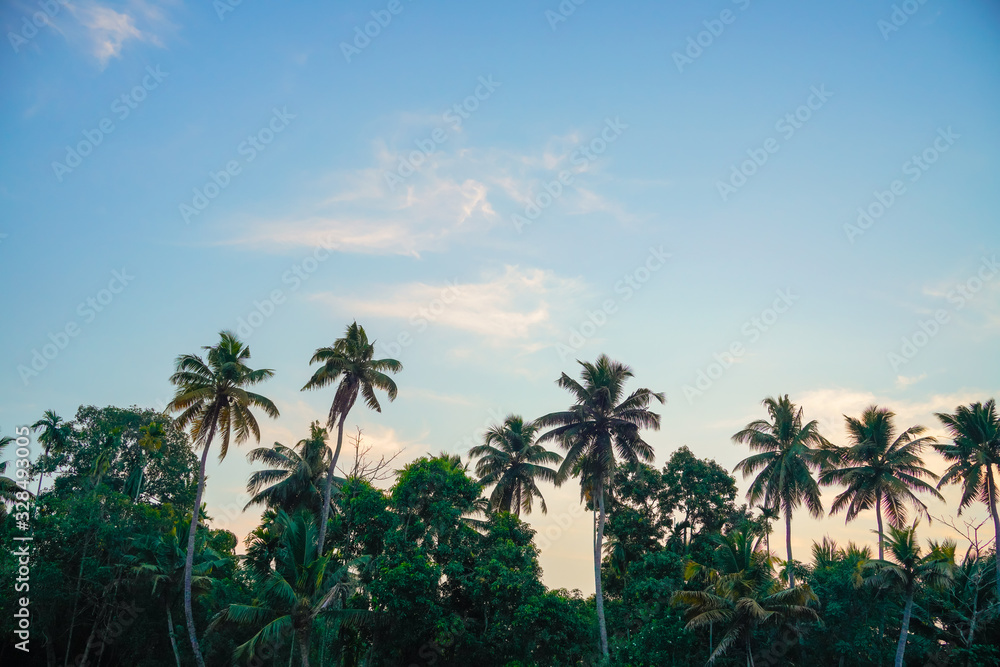 Fototapeta premium River side view with coconut tree and house in alleppey. Kerala 