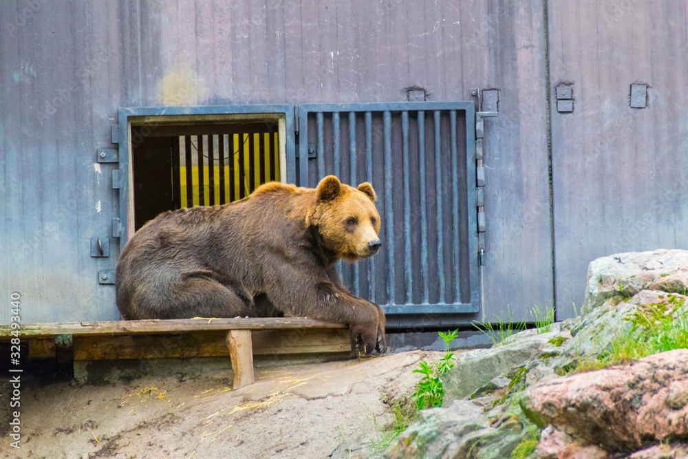 Fototapeta premium bear 