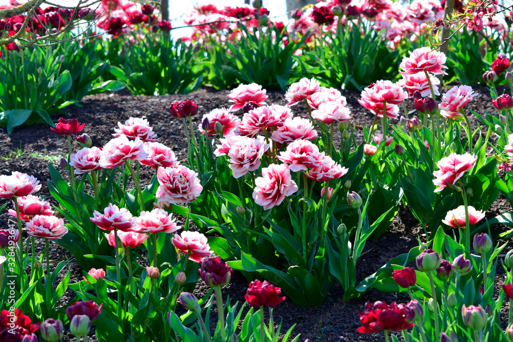 Fototapeta premium Beautiful of pink and white tulips flowers with green leaves in the park outdoor. Colorful of spring blossom under sunlight in the garden and nature background at spring or summer season. 