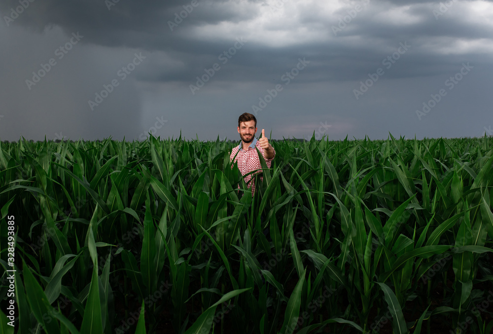 Portrait of farmer standing in corn field showing thumbs up. Portrait of farmer standing in corn field showing thumbs up.