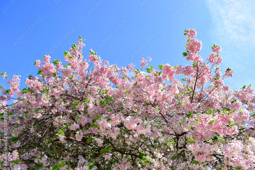 Beautiful of pink flowers cherry blossom or sakura blooming with blue sky background in the garden at spring or summer season.