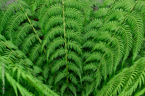 beautiful fresh green leaves of Cyathea dealbata or silver fern tropical plant background use for your design or nature concept. Leaf is the main organs of photosynthesis and transpiration.