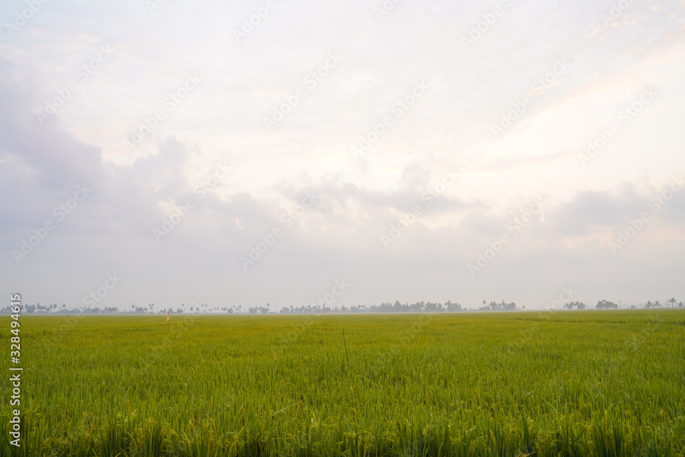 Fototapeta premium Close-up view of green wheat field in India