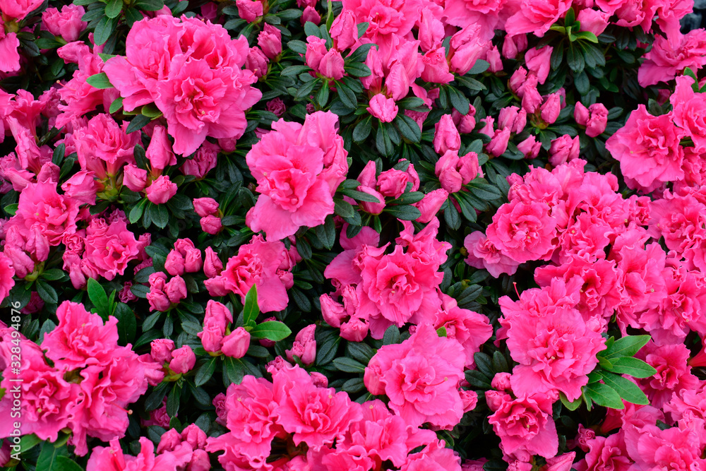 Beautiful Rhododendrons blossom spring flower with green leaves under sunlight and nature background in sunshine day, good weather at spring or summer season. Beautiful Rhododendrons blossom spring flower with green leaves under sunlight and nature background in sunshine day, good weather at spring or summer season.